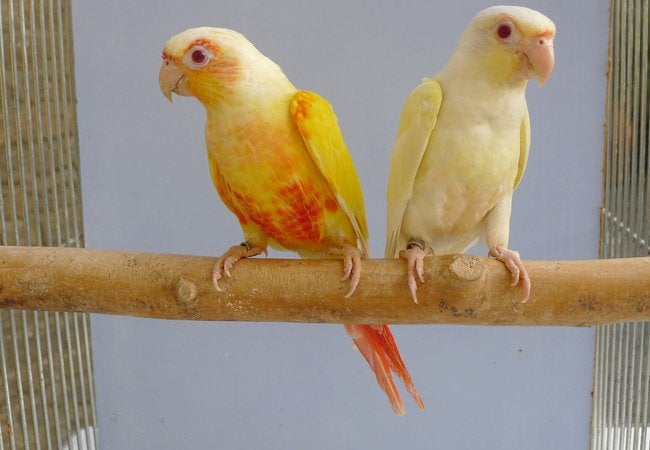 Gevraagd: caiqs,pyrrura muisparkiet enz enz, Dieren en Toebehoren