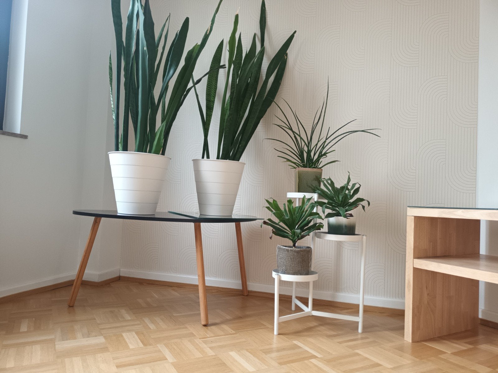 KAMERPLANTEN 5 STUKS + BLOEMPOTTEN, Ophalen