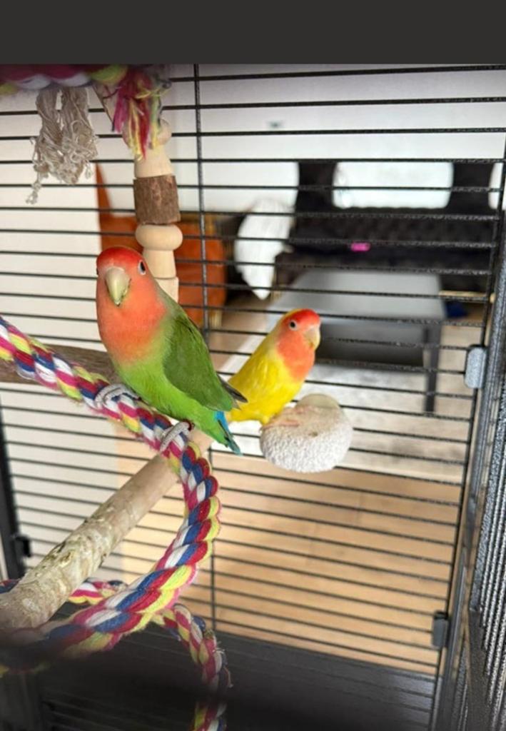 Agapornis te koop met kooi