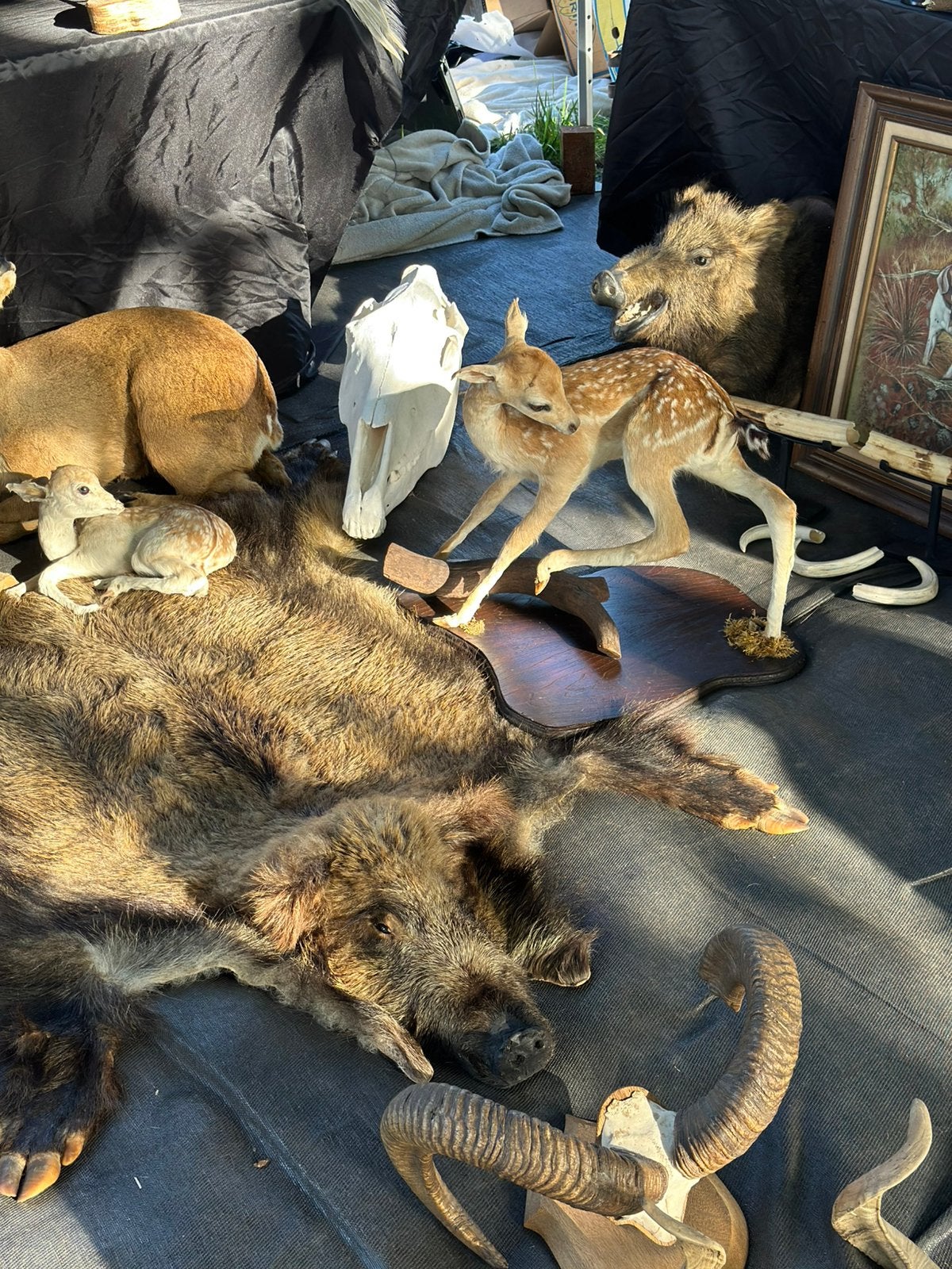 Top curiosa te koop, Enlèvement