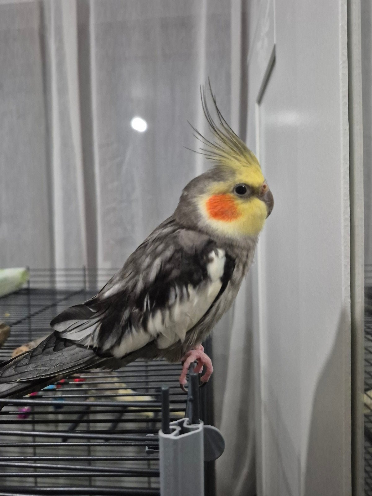 2 Calopsittes male et femelle., Animaux & Accessoires, Neuf, Autres matériaux, Autres types
