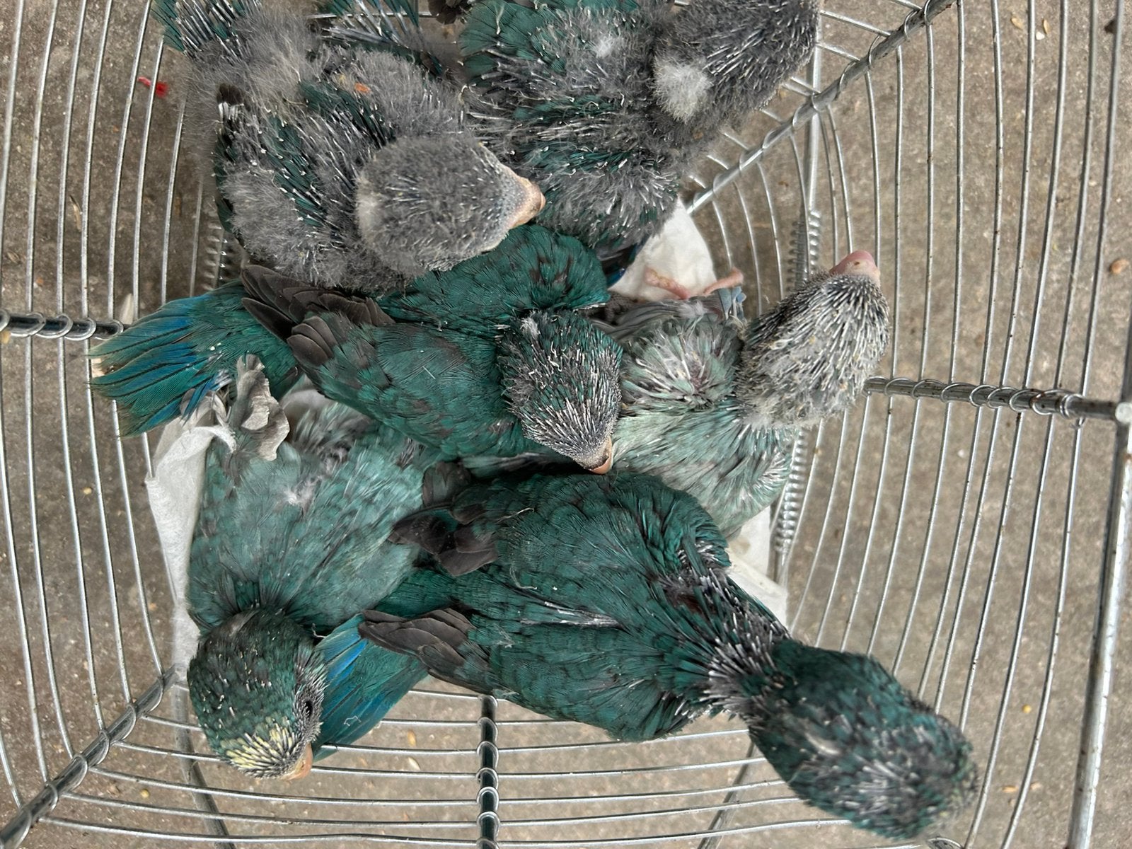 Jonge kakariki, Plusieurs animaux, Perruche, Domestique