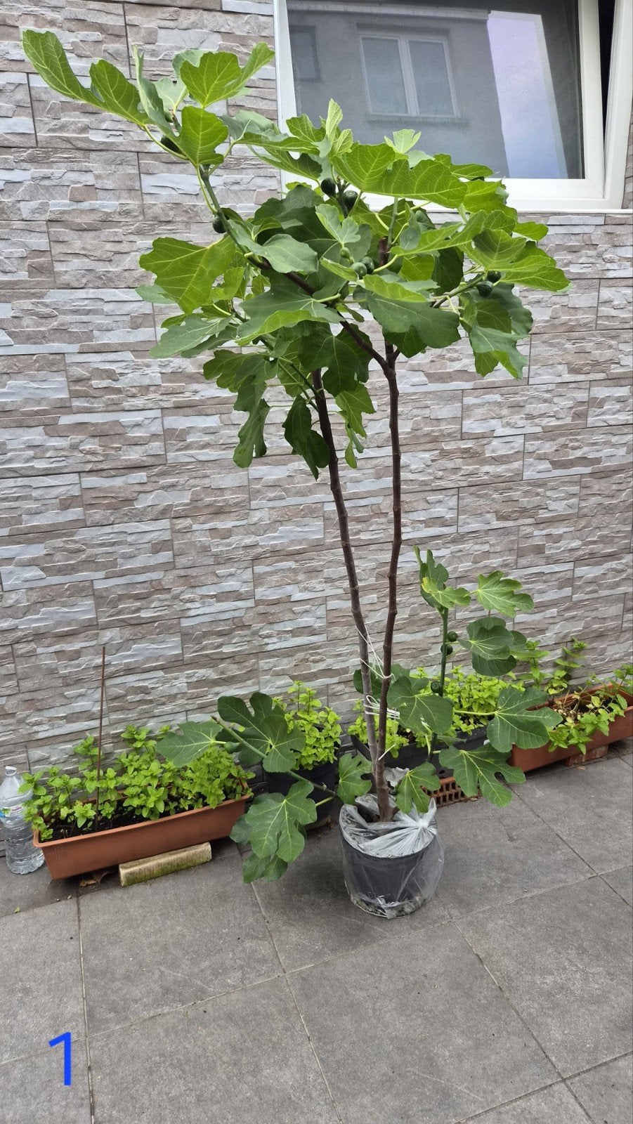 Grote vijgenbomen (1,90m) met vruchten, Enlèvement