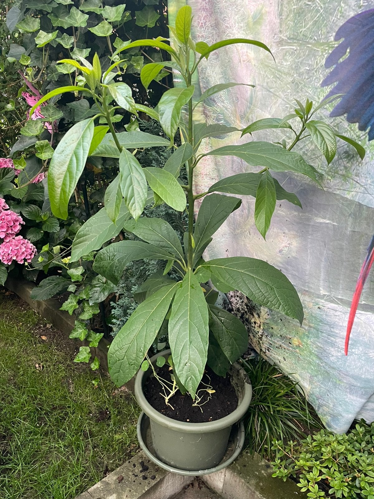 avocado plant, Ophalen