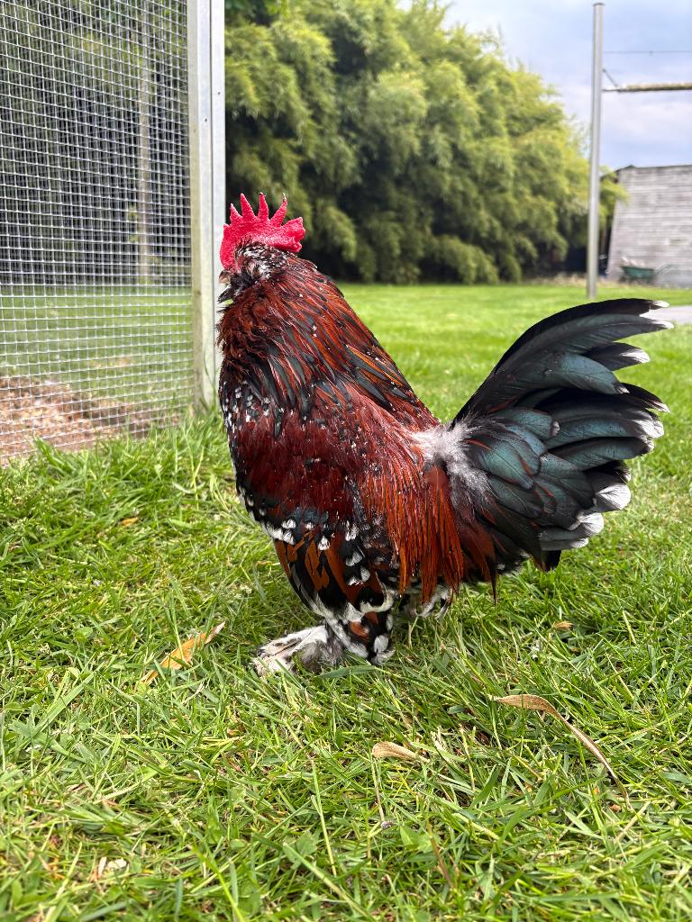 Ukkelse baardkriel duizendkleur haan, Dieren en Toebehoren, Pluimvee, Mannelijk, Kip