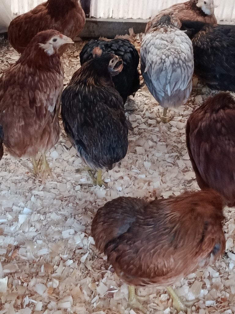 araucanes à queue boulonnée action 4+1 gratuite 0499/082381, Femelle, Poule ou poulet