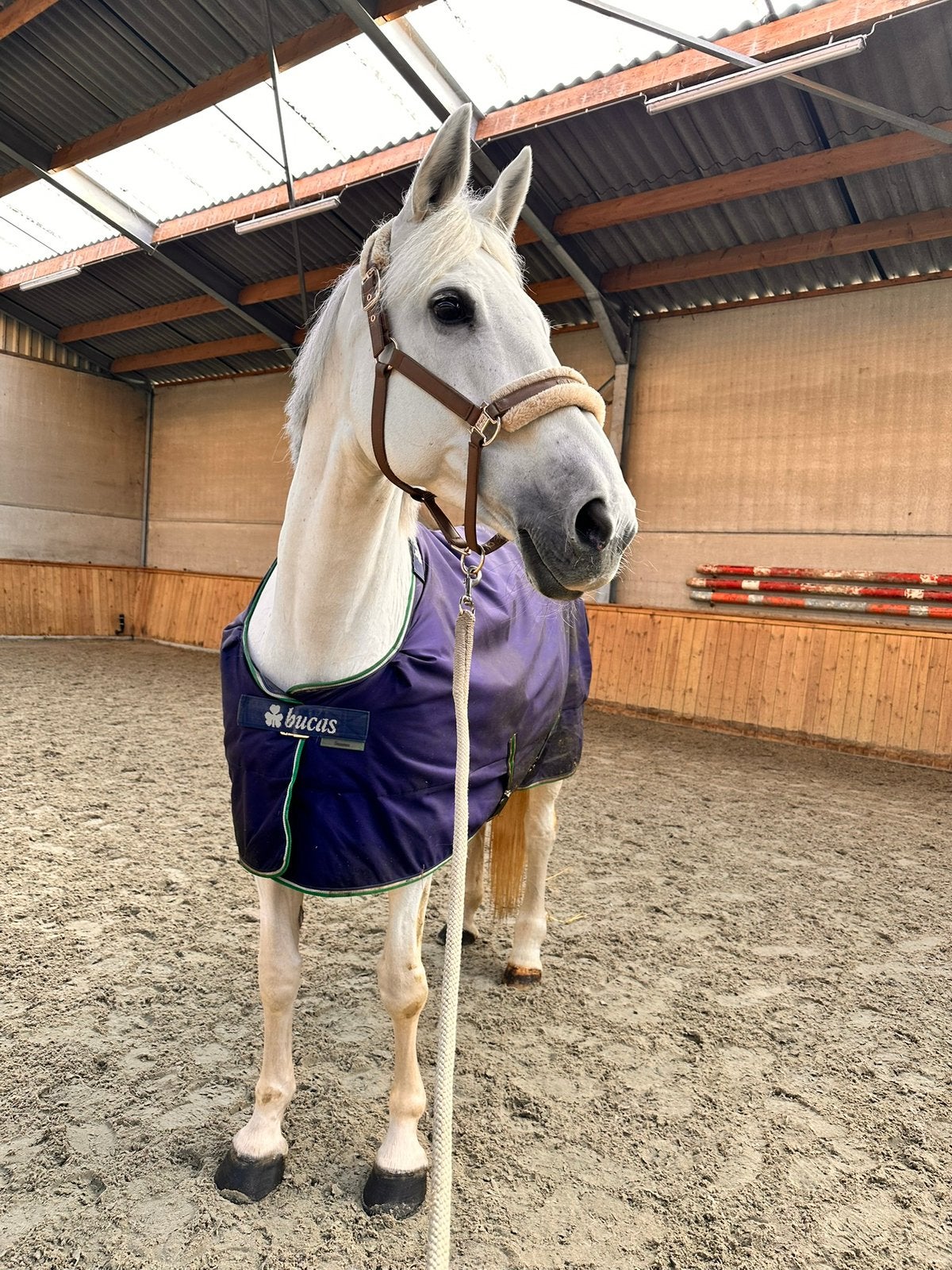 Goudeerlijke KWPN-merrie met topkarakter, B, 11 ans ou plus, Avec pedigree, 165 à 170 cm