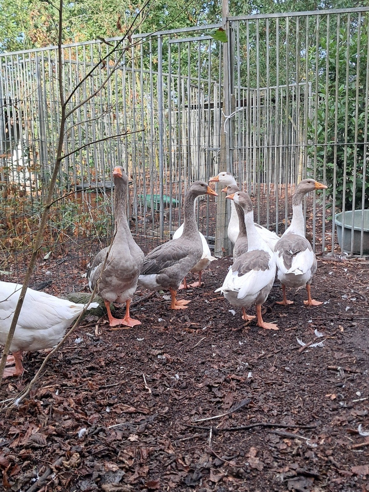 boeren ganzen, Animaux & Accessoires, Volatiles