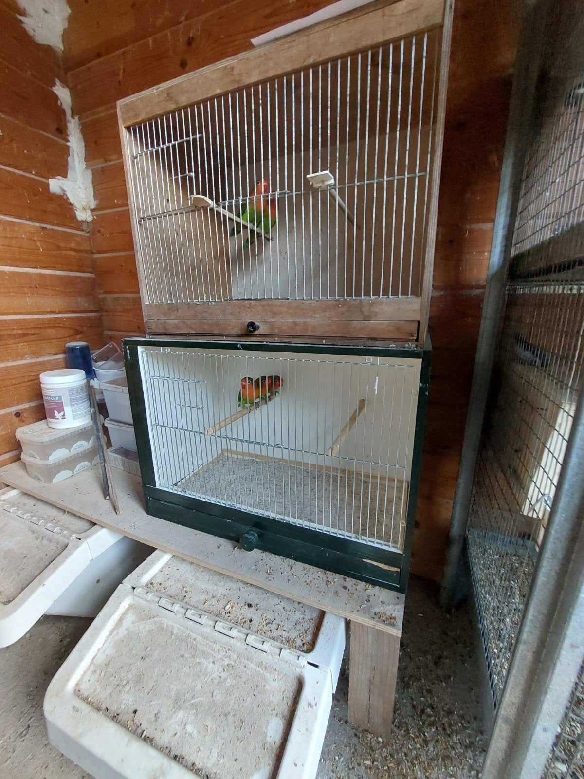 agapornis fischeri zuiver wildkleur, Dieren en Toebehoren, Ophalen