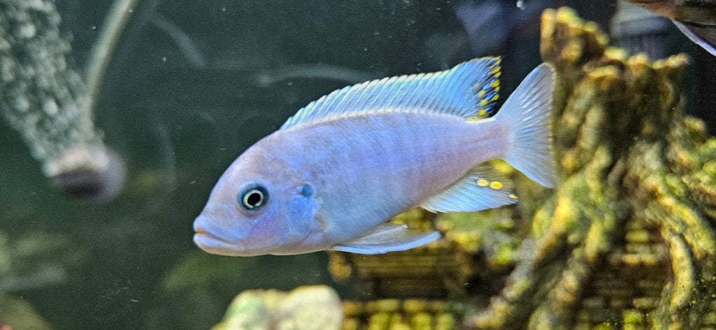 Maylandia Estherae minos reef malawi cichliden, Vis, Zoetwatervis