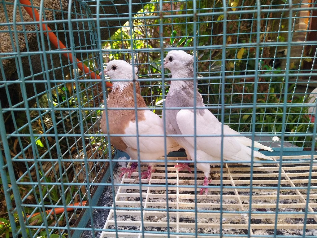 Deux magnifiques pigeons
