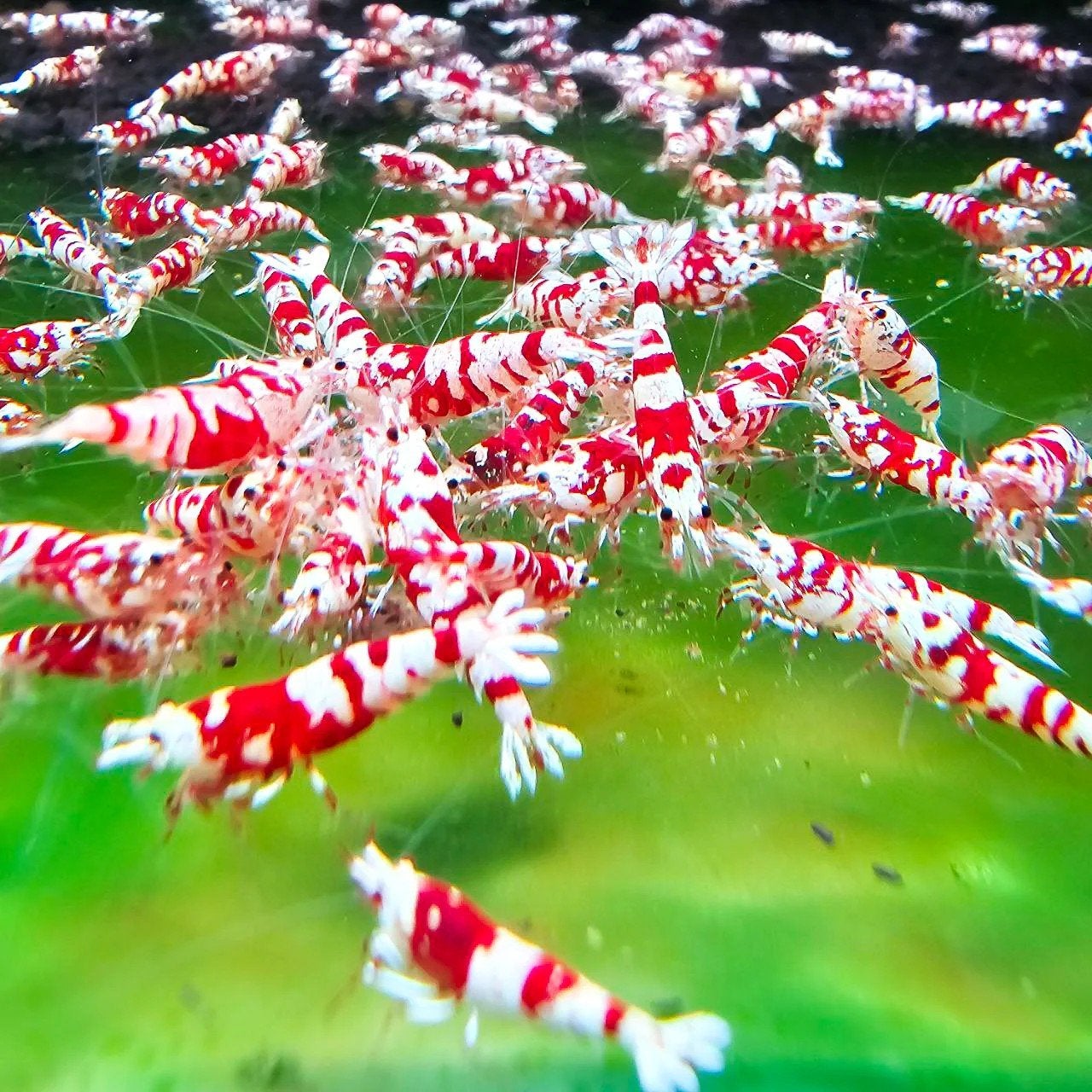 Red fancy Tiger caridina garnalen, Animaux & Accessoires