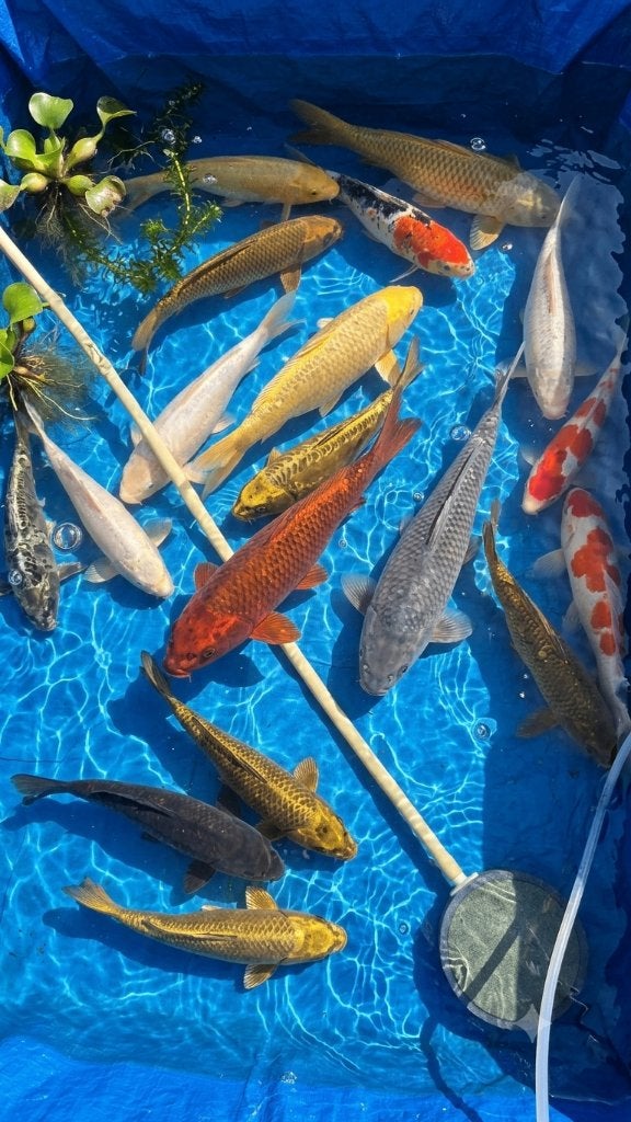 Koi aan 1 euro per cm, Dieren en Toebehoren, Vissen | Vijvervissen
