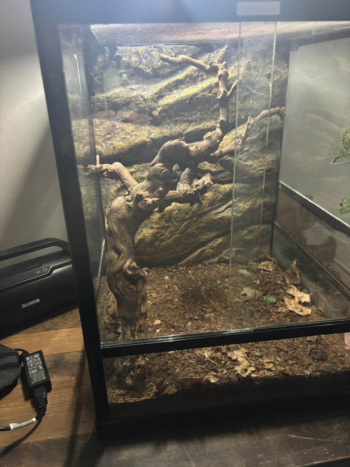 Terrarium, Ophalen, Gebruikt, Terrarium of Paludarium