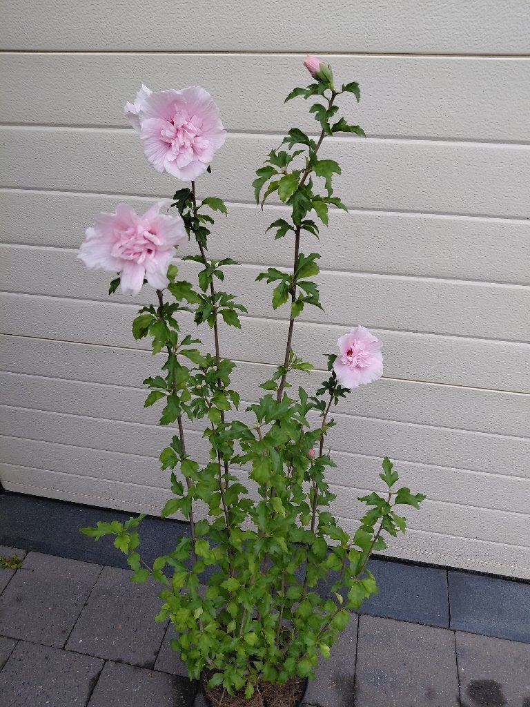 HIbiscus Chiffon Roze, Jardin & Terrasse, Enlèvement