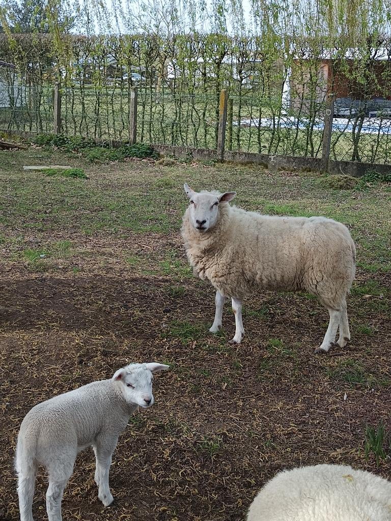 Brebis avec agnelle