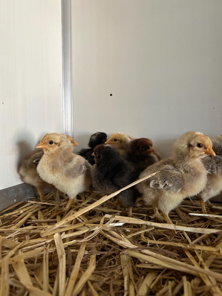 Kuikens, Plusieurs animaux, Poule ou poulet