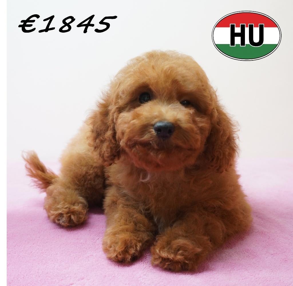 Poedel – elegante en levendige puppy’s te koop, Dieren en Toebehoren, Poedel, 15 weken tot 1 jaar, Handelaar, Buitenland