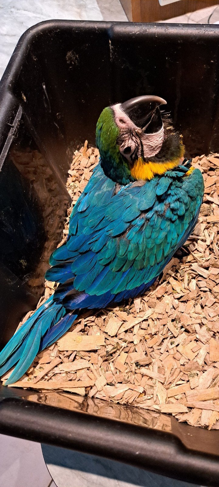 Blauwgele ara baby, Dieren en Toebehoren, Vogels | Parkieten en Papegaaien