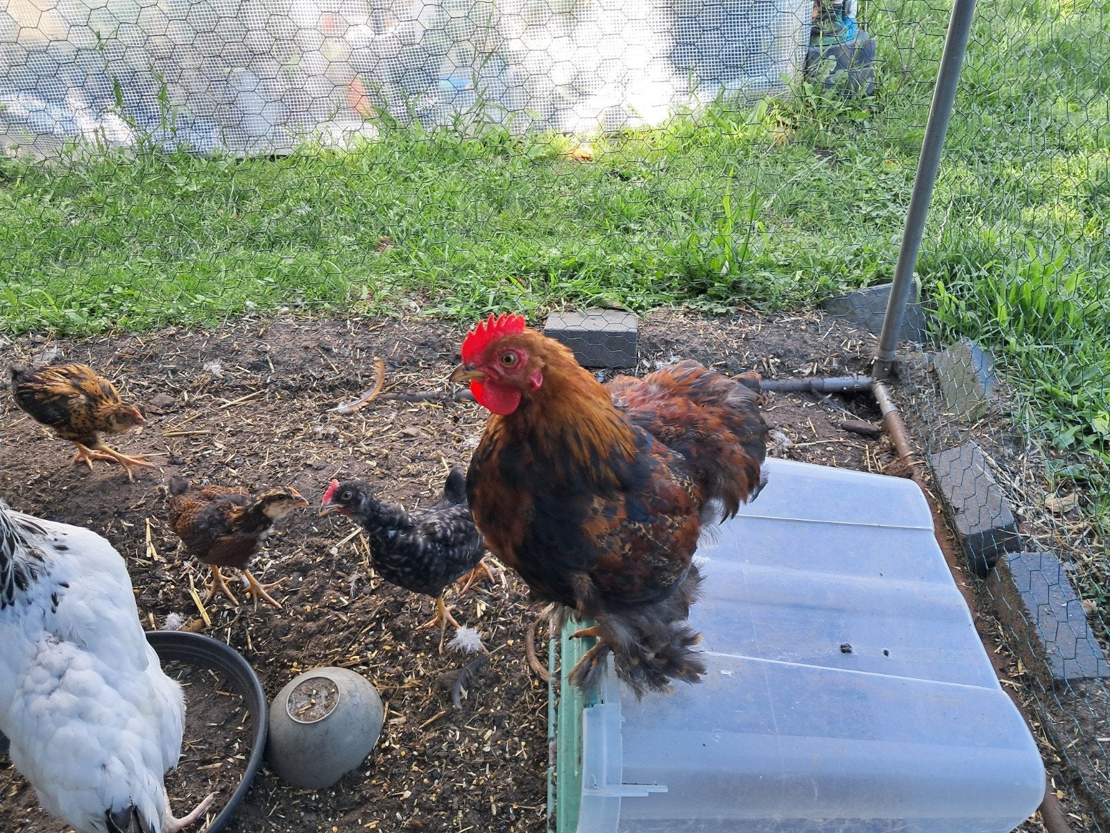 Cochin haantje mooie kleur 28/3/2026, Dieren en Toebehoren, Mannelijk, Kip