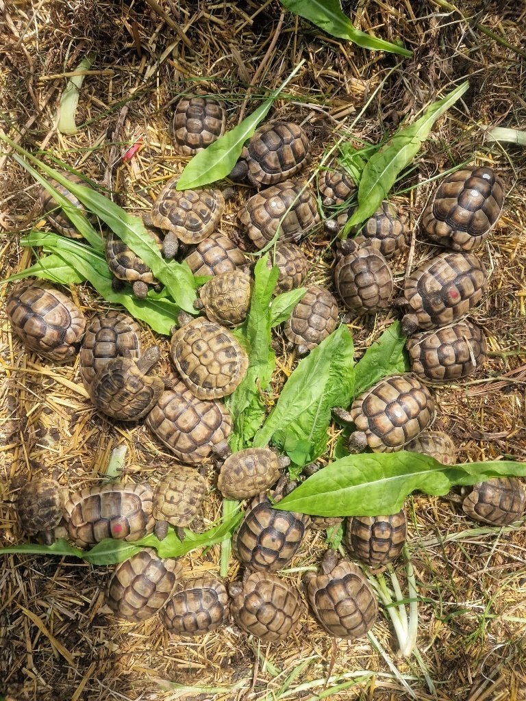 Tortues terrestres grecques, Animaux & Accessoires, Tortue, 3 à 6 ans