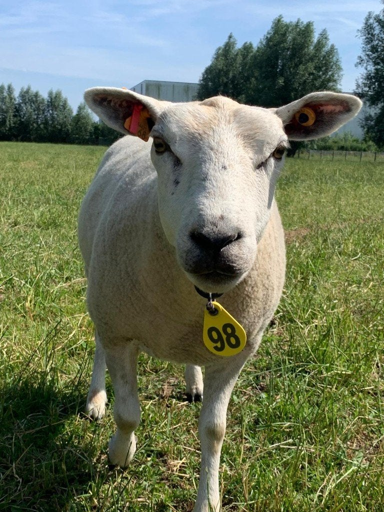 Mooie texel ooien te koop., Femelle, Mouton, 0 à 2 ans