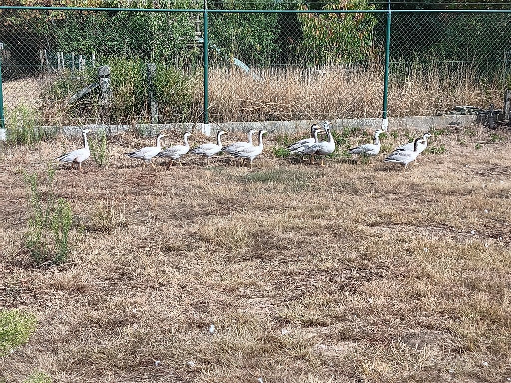 oies rayées, Animaux & Accessoires, Plusieurs animaux, Oie ou Cygne