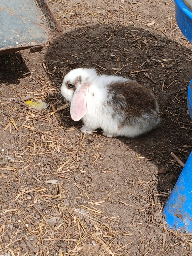 Hangoor, Dieren en Toebehoren, Konijnen, Geslacht onbekend, Middelgroot, Hangoor, 0 tot 2 jaar