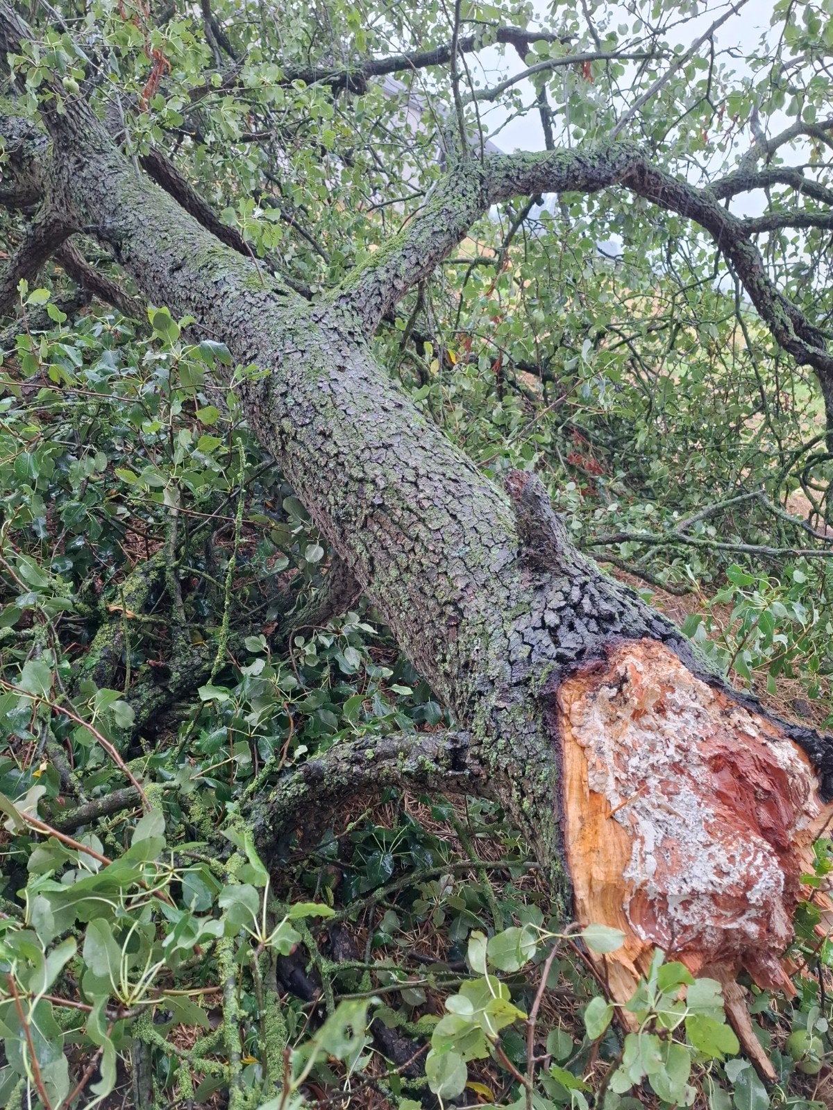 Gratis brandhout van een perenboom, zelf snoeien., Enlèvement ou Envoi