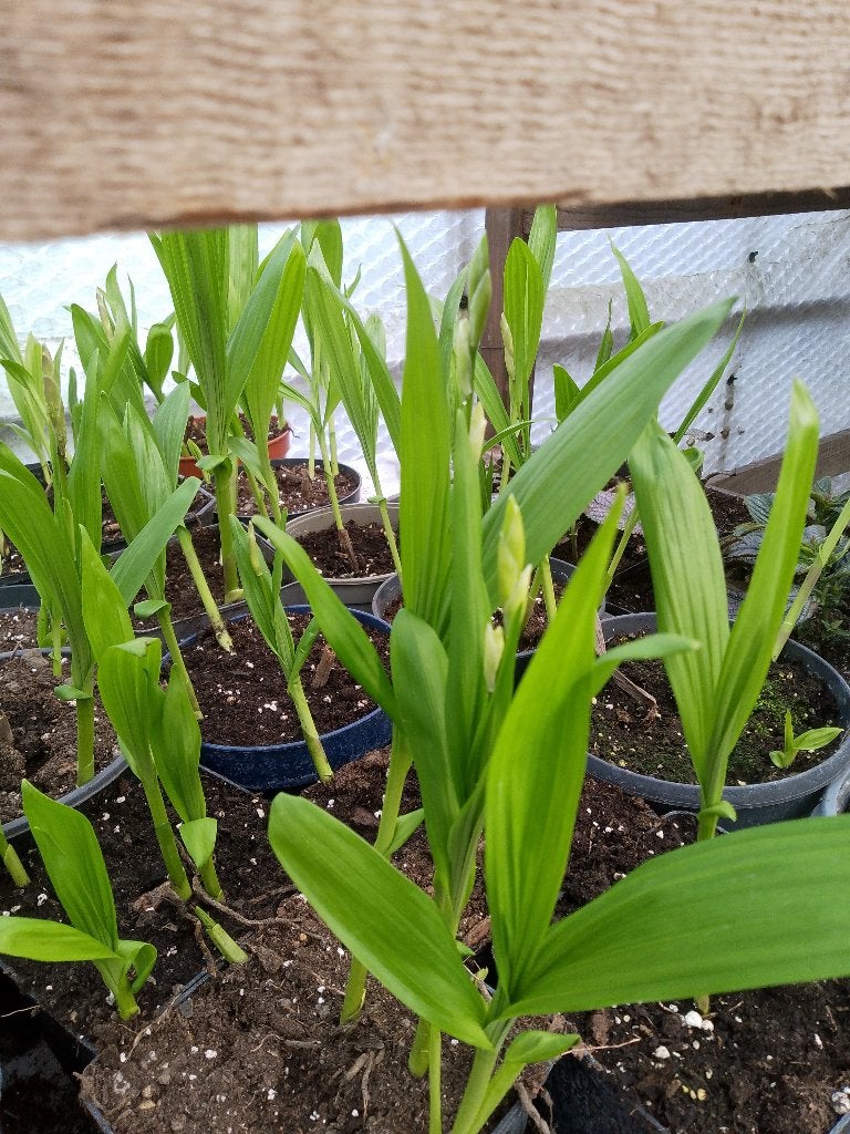 winterharde orhidee, Tuin en Terras, Ophalen