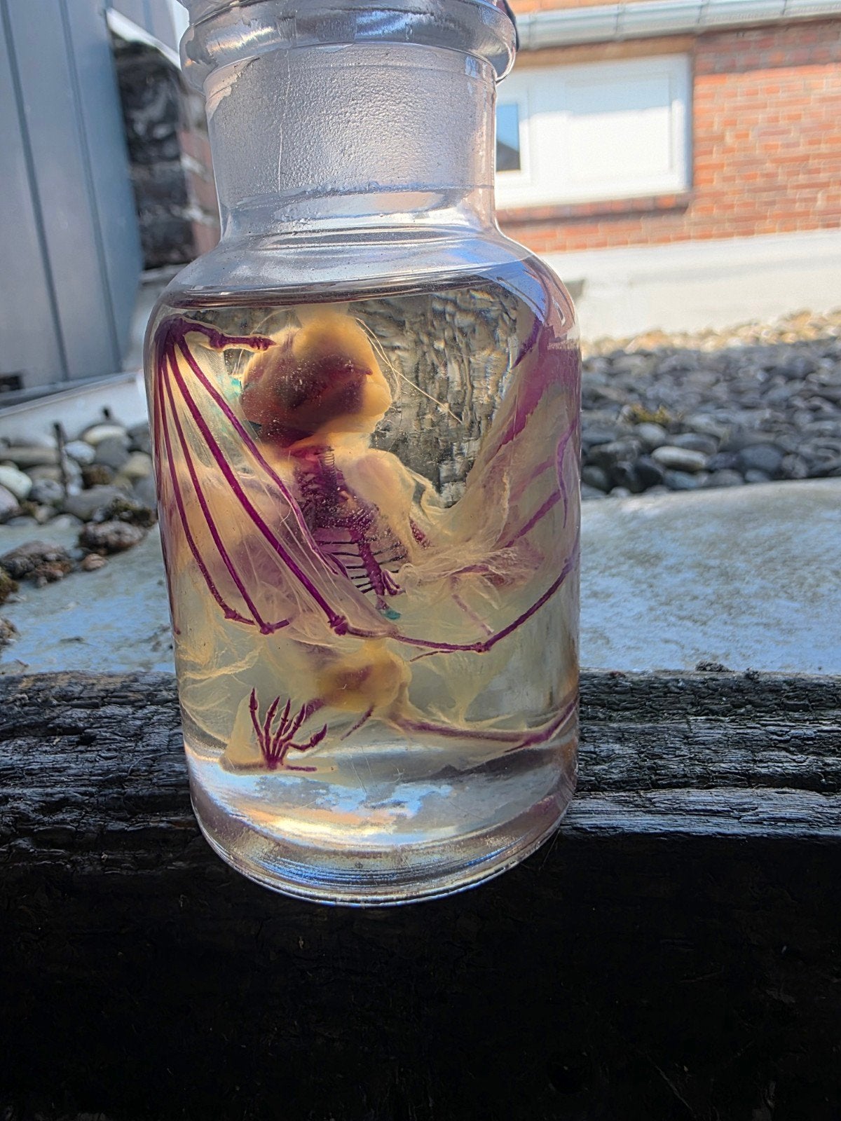diaphonized vleermuis op sterk water, Verzamelen, Dierenverzamelingen, Ophalen, Gebruikt, Overige soorten, Opgezet dier