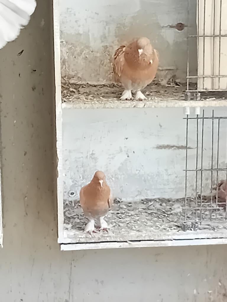 Verschillende takla's te koop, Dieren en Toebehoren, Meerdere dieren, Tuimelaar of Roller