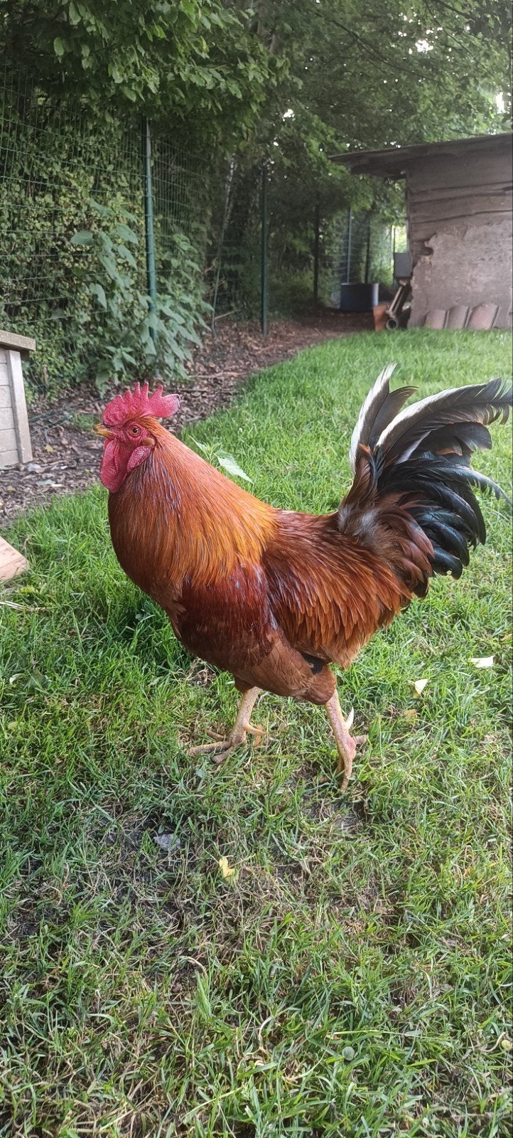 Haan zoekt nieuwe thuis, Dieren en Toebehoren