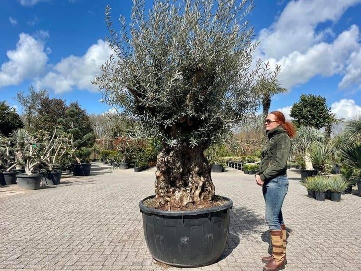 Mediterrane bomen assortiment | Palmen, olijven en vijgen, Ophalen of Verzenden