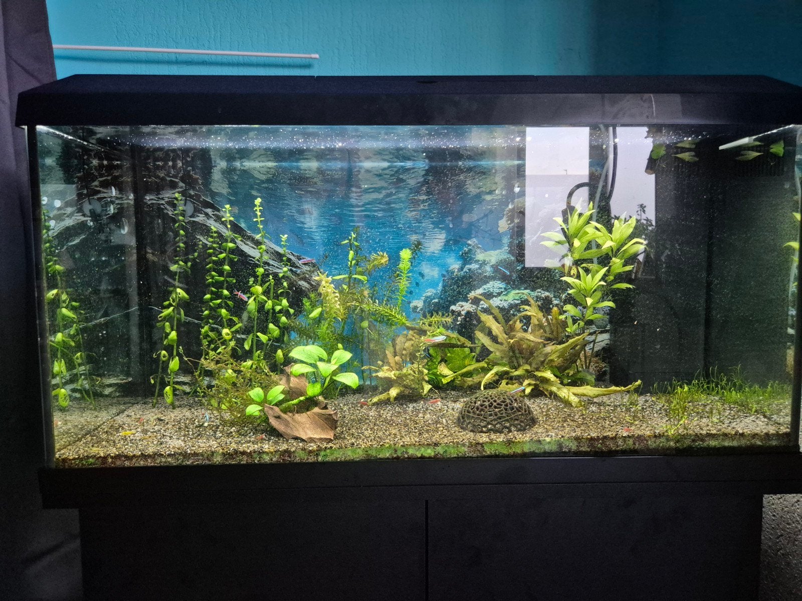 Visjes gezocht, Dieren en Toebehoren, Vissen | Aquariumvissen