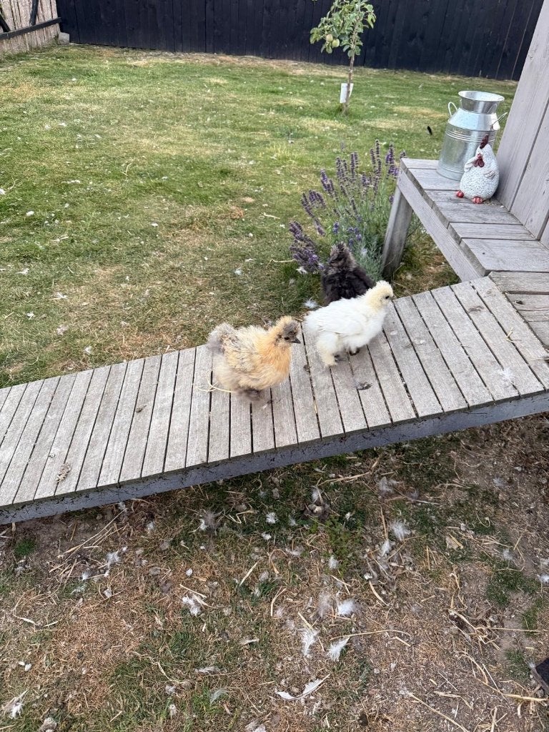Zijdehoen kuikens, Dieren en Toebehoren, Geslacht onbekend, Kip