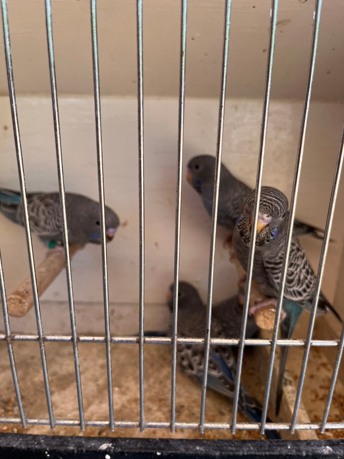 Blackface grasparkieten, Plusieurs animaux, Perruche, Bagué