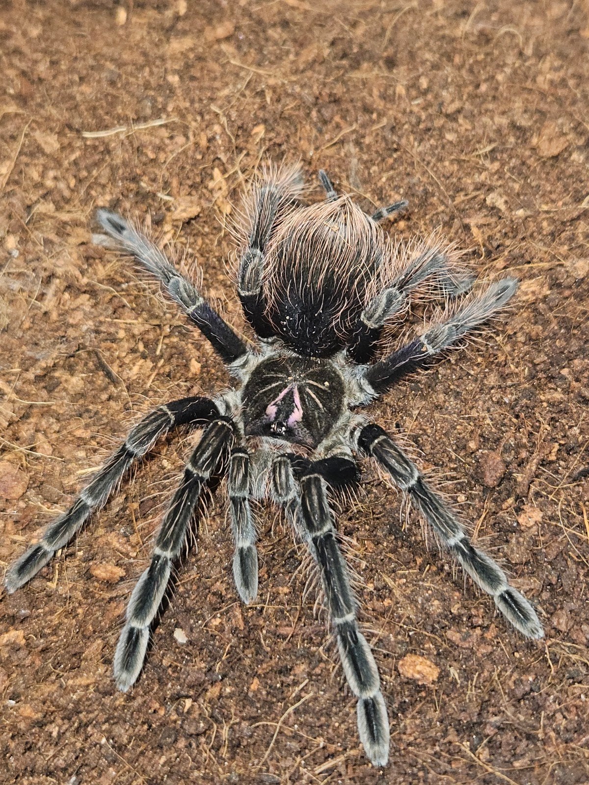 Pamphobeteus platyomma mannetjes, Dieren en Toebehoren