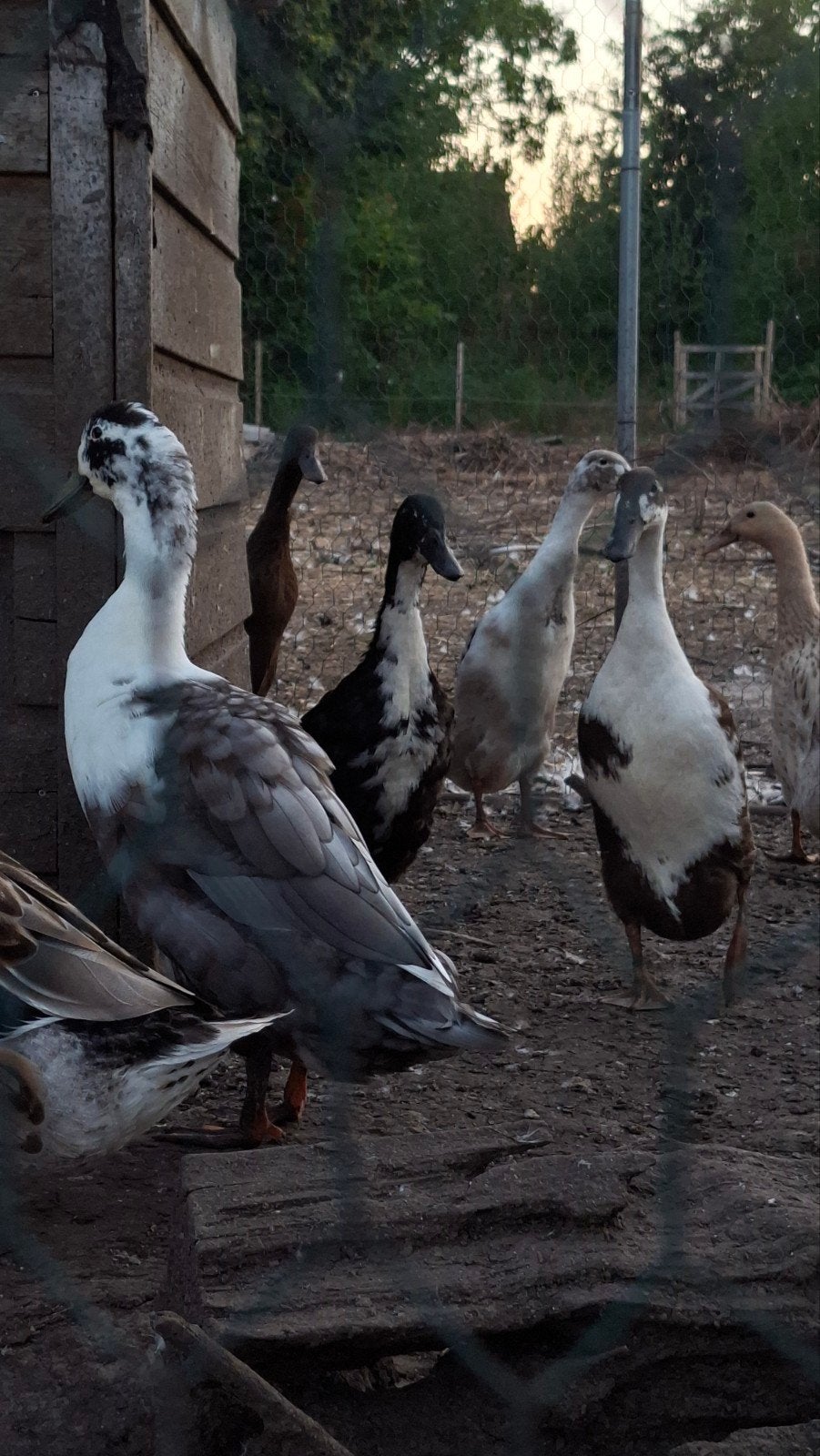 Indische loopeenden, Plusieurs animaux, Canard