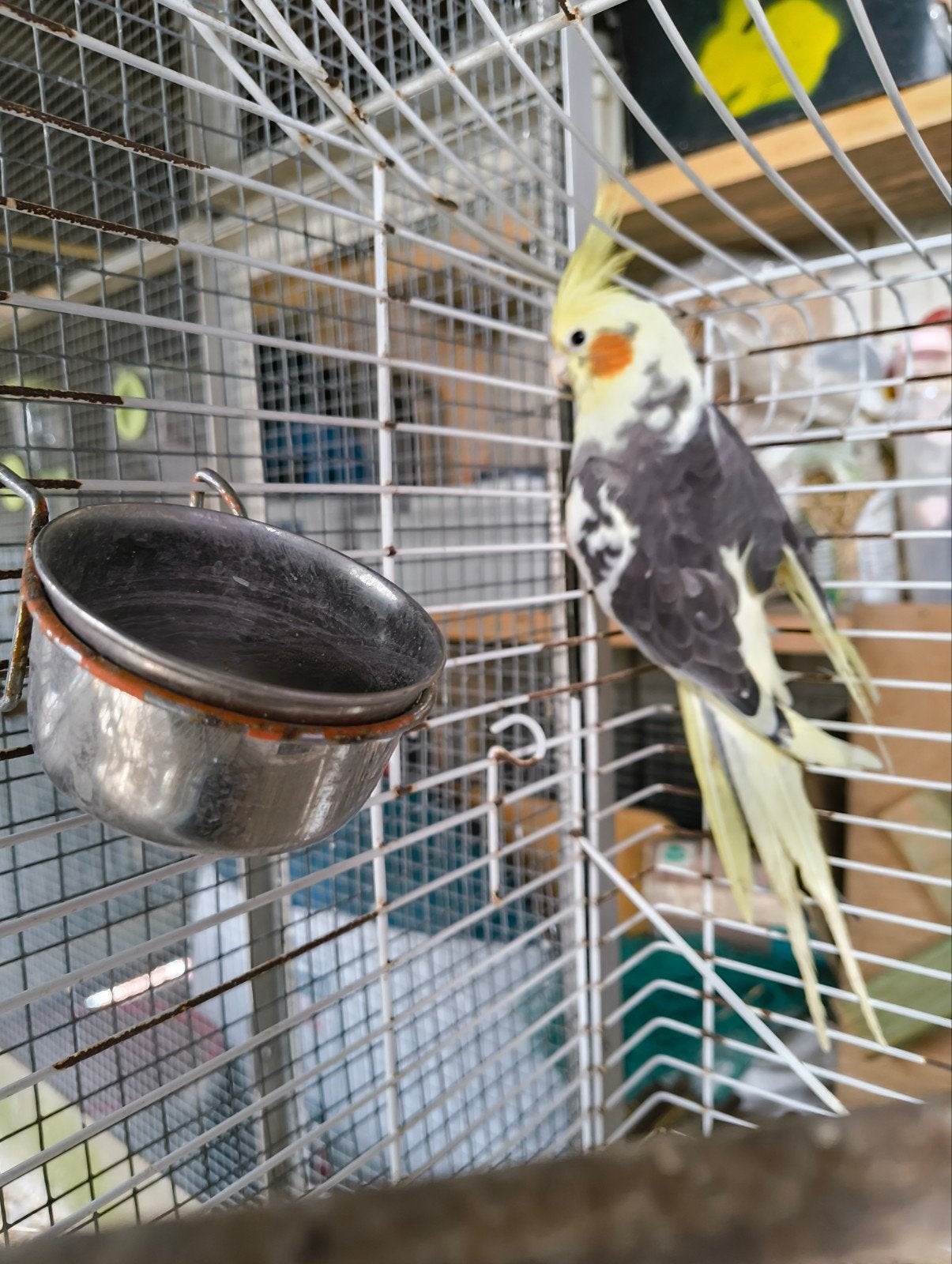 valkparkiet 1j, Dieren en Toebehoren, Vogels | Parkieten en Papegaaien, Geslacht onbekend, Parkiet