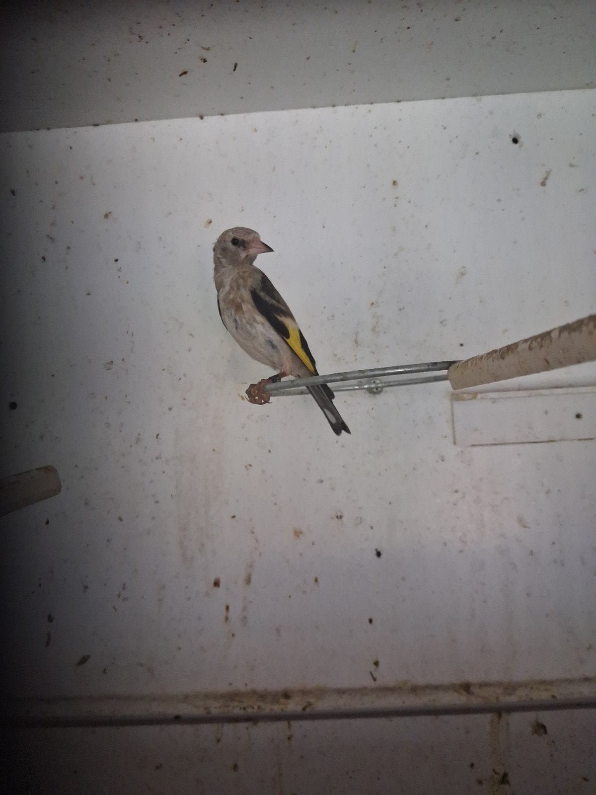 Distelvink