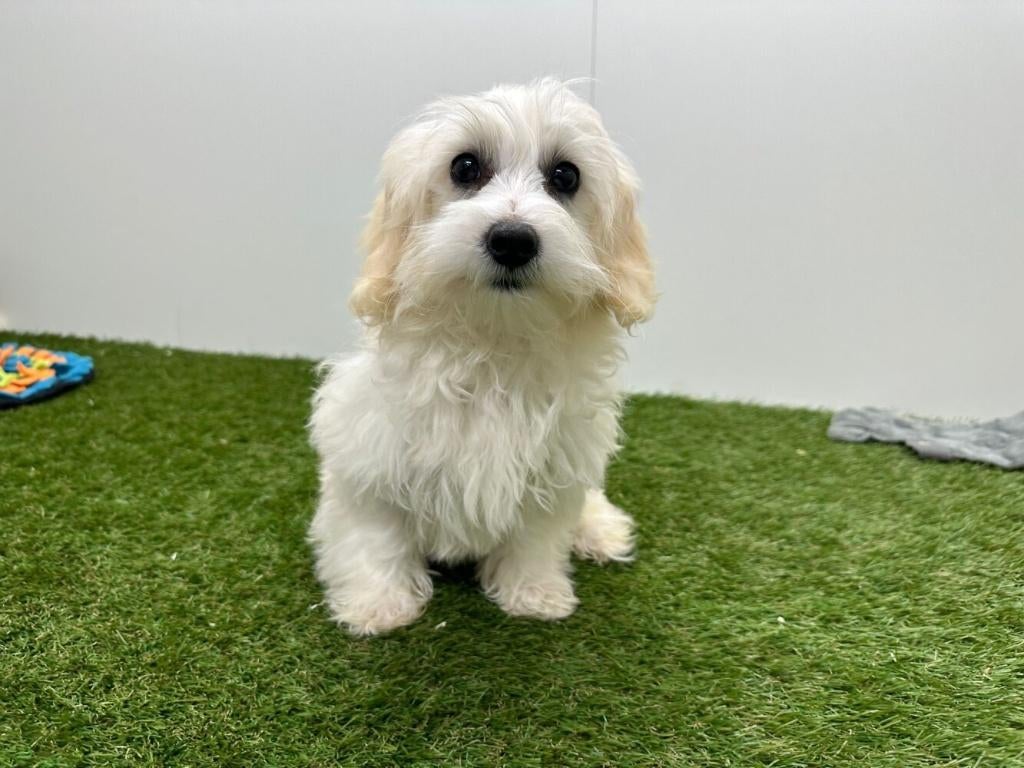 Maltipoo pups, België, 8 tot 15 weken, Parvo, Meerdere