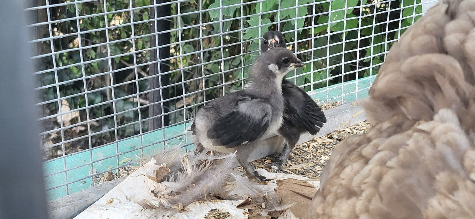 poussin araucana œufs bleu croisé  marans œufs chocolat, Animaux & Accessoires