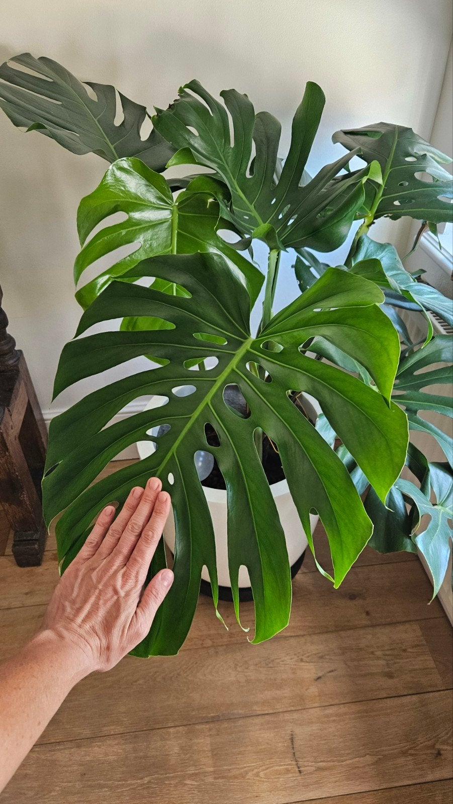 Monstera, belle plante grande et très facile à entretenir, Enlèvement