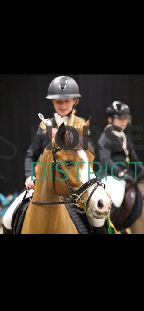 Ruiter aangeboden, Dieren en Toebehoren, Springpony