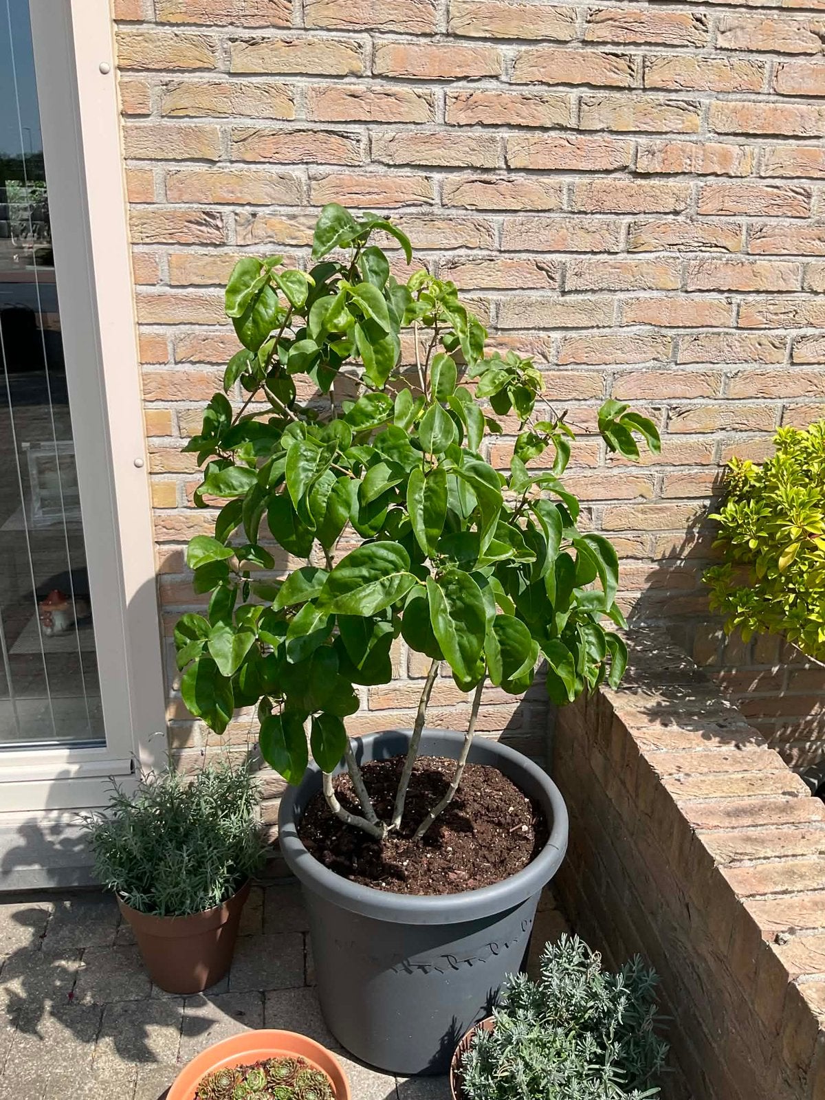 Sering (met pot op wielen), Ophalen