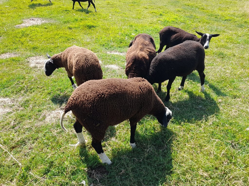 Zwartbleslammeren, Dieren en Toebehoren, Schapen, Geiten en Varkens, Meerdere dieren, Schaap, 0 tot 2 jaar