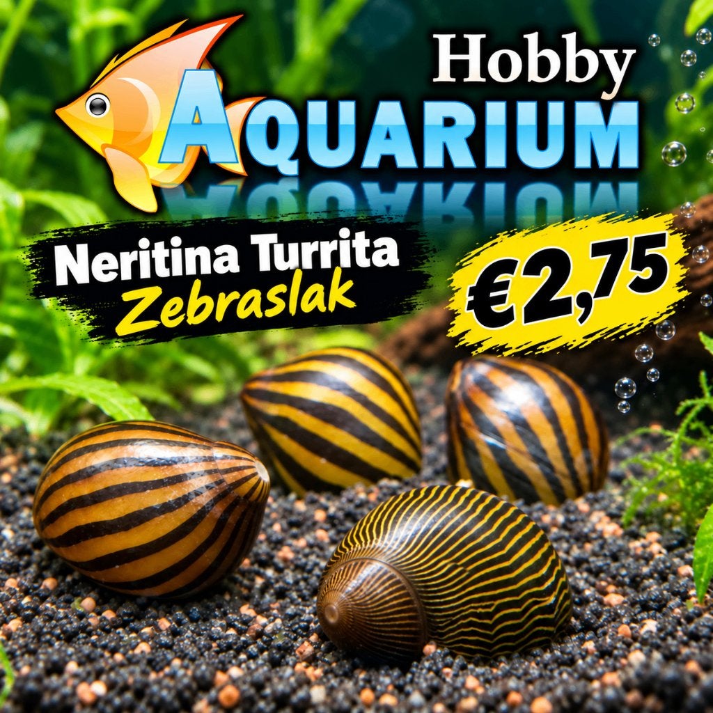 Hobbyaquarium Neritina Turrita / Zebraslak / algeneters, Dieren en Toebehoren, Slak of Weekdier, Zoetwatervis