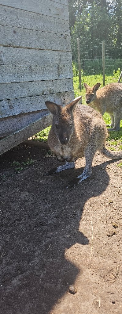 Wallaby de Bennet, Mai, Femelle