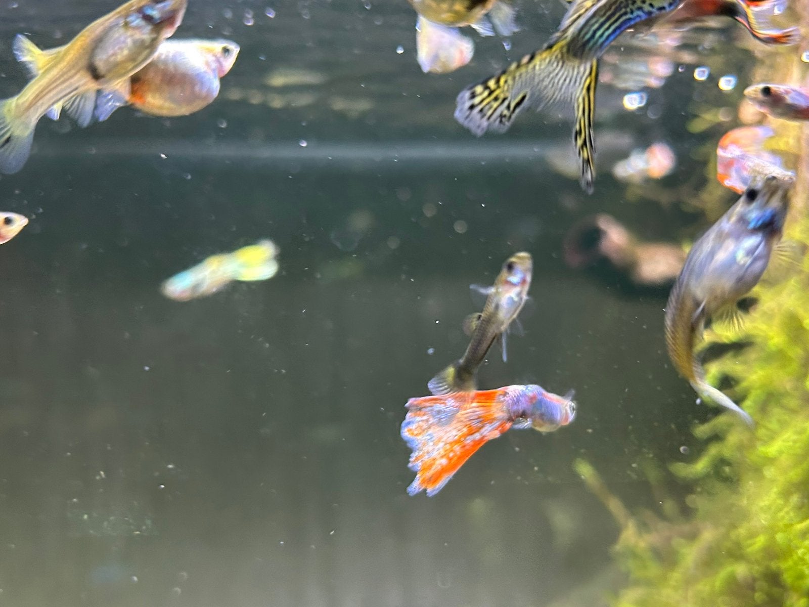 Guppy visjes (warmwater)